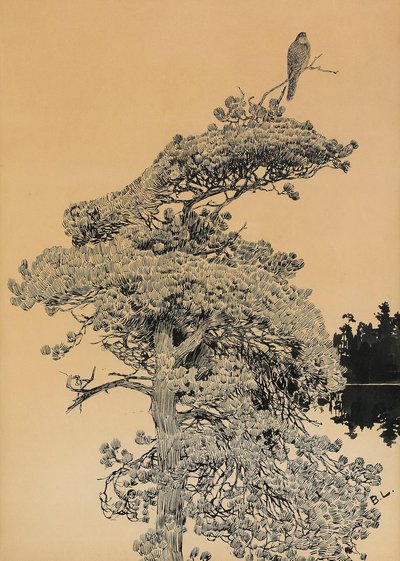 Halcón peregrino en la copa de un árbol de Bruno Andreas Liljefors